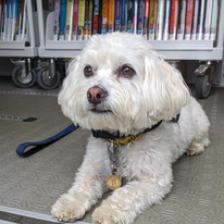 Rudy the Therapy Dog